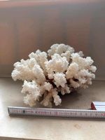 Meeres Koralle Deko Beige Aquarium XXL 18x15 cm Bremen - Huchting Vorschau