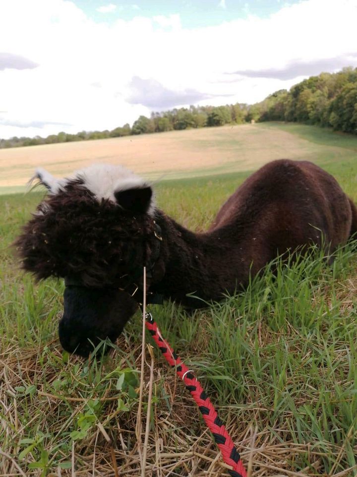 Alpaka/Lama Wanderung in Querfurt