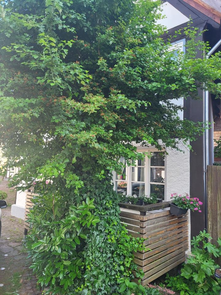 Fachwerkhaus zu vermieten Blomberg Innenstadt!