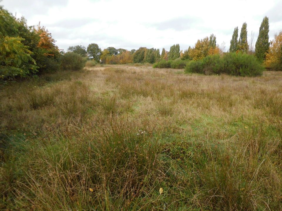 Grundstück mit Teich u. Straße in Augustfehn III in Apen