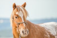 11-jähriger Shettywallach in schicker Farbe Baden-Württemberg - Friedrichshafen Vorschau