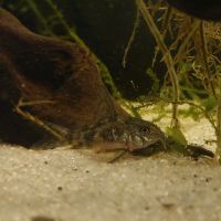 Corydoras longipinnis "Rio Negro - Uruguay" Panzerwels Nordrhein-Westfalen - Spenge Vorschau