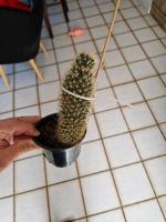 Kaktus zu verschenken Nordrhein-Westfalen - Ratingen Vorschau