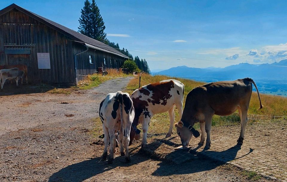 Suchen kleines Grundstück (ca. 300 qm) in Nesselwang & Umgebung in Nesselwang