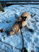 Zwei Jahre alter Golden Retriever/Labrador Rüde abzugeben Berlin - Wilmersdorf Vorschau