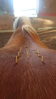 Dry-Needling, Behandlung Myofaszialer Schmerzen Pferd Nordrhein-Westfalen - Gelsenkirchen Vorschau