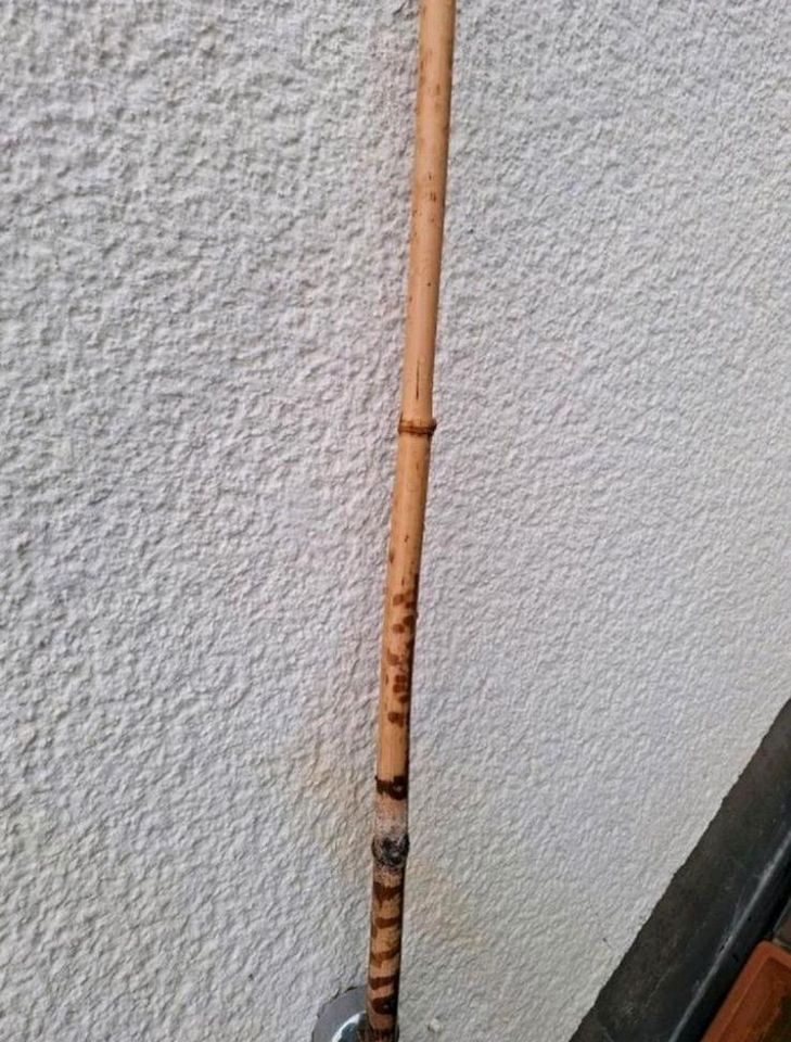 Bambusstab, ca. 195 cm lang und ca. 2 cm Durchmesser. in Bonn