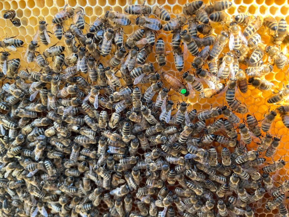 Bienen - Ableger mit einer Buckfast Nachzuchtkönigin auf Dadant in Karlsruhe