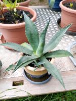 Agave 35cm hoch Thüringen - Gera Vorschau