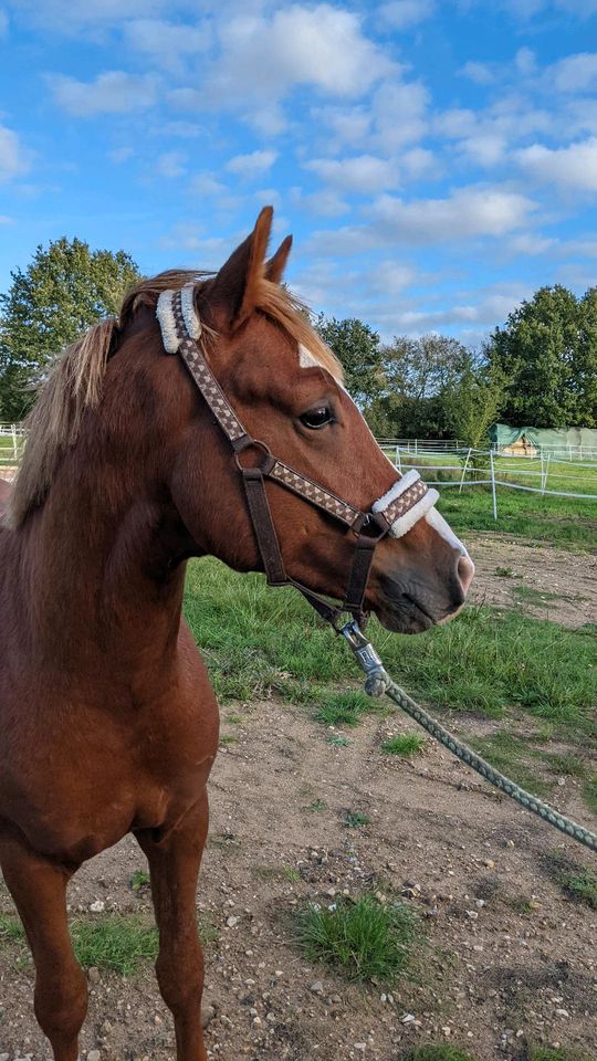 Deutsches Reitpony Wallach 3j von Neverland Pony in Hohenwestedt