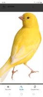 Kanarienvogel Weibchen Bochum - Bochum-Ost Vorschau