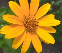 Staudensonnenblume mehrjährig winterhart bienenfreundlich Hessen - Babenhausen Vorschau