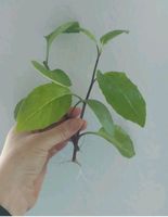 1x Sambung Nyawa Pflanze - Blatt des Lebens - Gynura procumbens H Niedersachsen - Osterode am Harz Vorschau