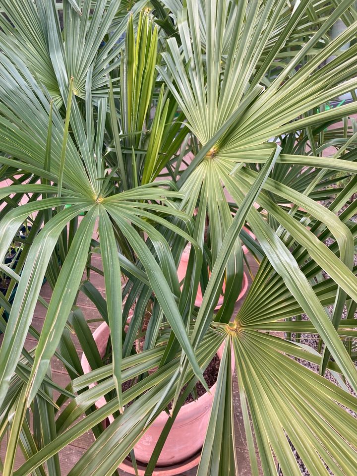 Palmen Trachycarpus fortunei Hanfpalme in Bühl