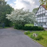 2 Doppelhaus Hälften oder 2 einzelne eingezäunt für  2 Familien Nordrhein-Westfalen - Gelsenkirchen Vorschau