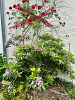 Verschenke ein klein Rhododendron Bielefeld - Senne Vorschau