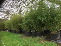 Bambus Phyllostachys bissetii - 65 Liter Topf - Höhe ca. 250 cm Nordrhein-Westfalen - Windeck Vorschau