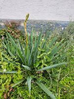 Yucca Palmlilie Baden-Württemberg - Külsheim Vorschau