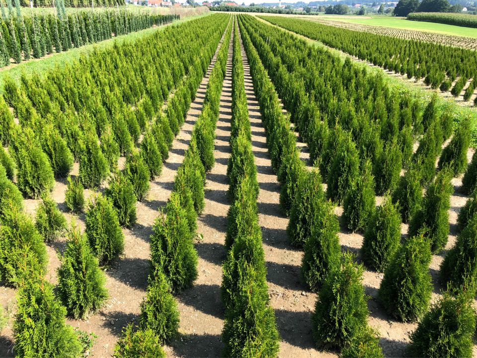 Lebensbaum Thuja occidentalis 'Smaragd' 200-220 cm | Bayernhecke, in Weißenburg in Bayern