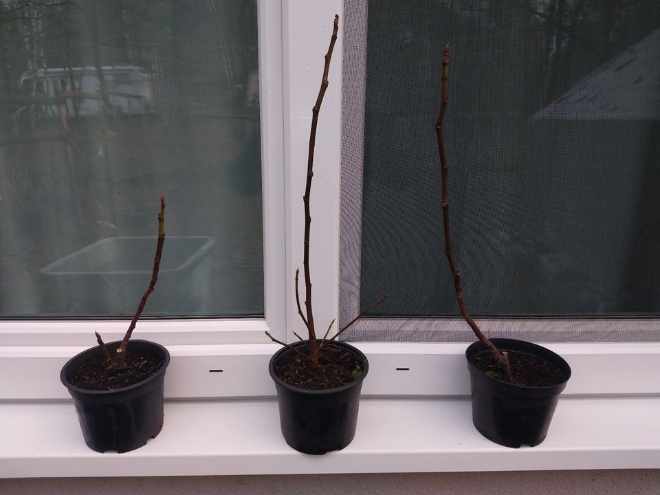 Feigenbaum - "Ficus carica" - 40cm Jungpflanze in Wildeshausen
