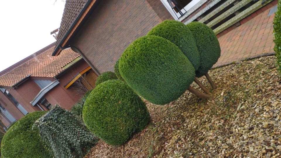 ✨ Hecke schneiden  Heckenschnitt zum Festpreis freie Termine ✨ in Apen