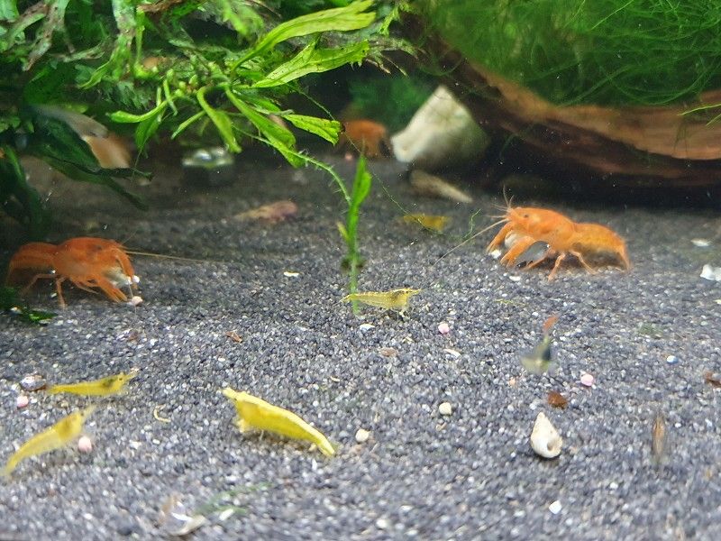 CPO, Orangefarbener Zwergkrebs, Krebse Aquarium in Hammoor