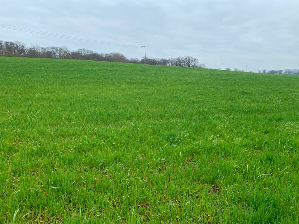 ***21 ha Landwirtschaftsfläche-Acker-Grünland in Mecklenburg!*** in Laage