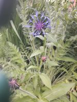 Staudenpflanzen, Strohblume, Mohn, Lilie, Anemone Schleswig-Holstein - Bargteheide Vorschau