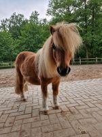 Pflegebeteiligung Minishetty  Ehmen Niedersachsen - Tappenbeck Vorschau