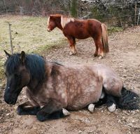 Biete Reitbeteiligung Rheinland-Pfalz - Retterath Vorschau