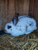 Kaninchen männlich kleiner Rassemix Baden-Württemberg - Güglingen Vorschau