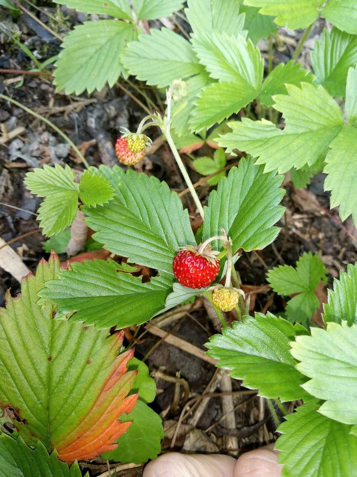 Walderdbeeren. Pflanzen Ableger Erbeerpflanzen 20 Stück oder mehr in Gütersloh