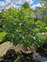 Gemeiner Flieder Garten Baum grün lila Nordrhein-Westfalen - Bergkamen Vorschau