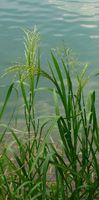 Teichpflanzen, gegen Algen: 10 St. kleiner Wasserschwaden Niedersachsen - Derental Vorschau