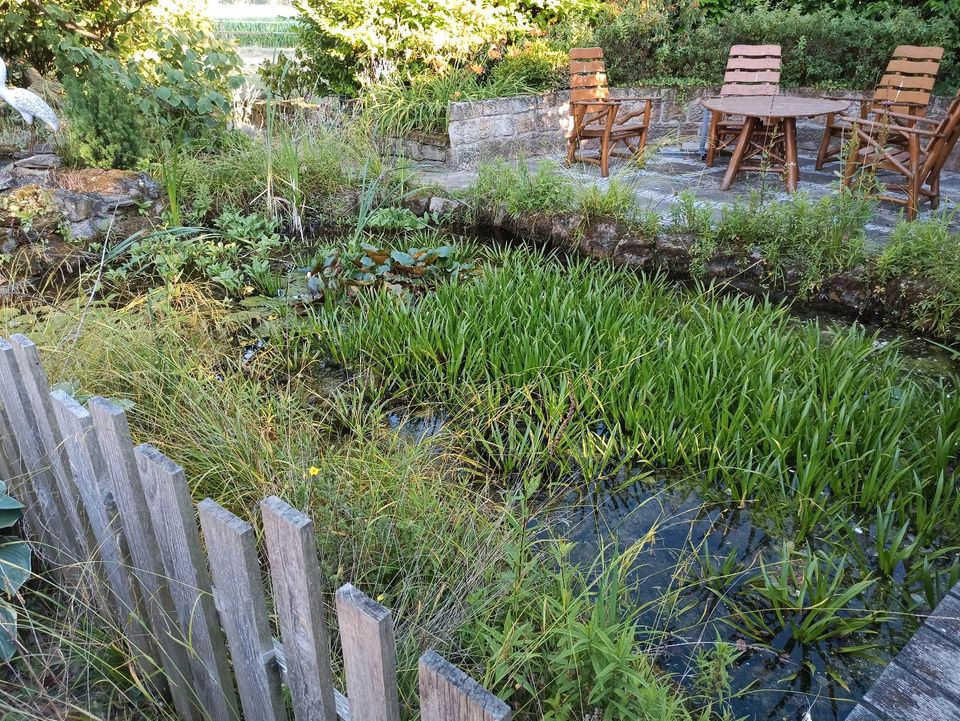 Krebsschere, Teichpflanze, Wasserpflanze in Hörstel