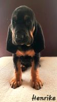 Bloodhound Welpen Bluthund Mantrailer Nordrhein-Westfalen - Willebadessen Vorschau