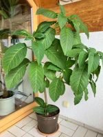 Engelstrompete Brugmansia, rosa, Schöner Baum mit Blüten Bayern - Penzberg Vorschau