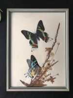 2 Schmetterlinge Madagaskar 1970 im Schaukasten aus Holz Rheinland-Pfalz - Zweibrücken Vorschau