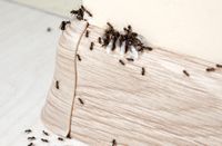 Ameisenbekämpfung Nordrhein-Westfalen - Borgholzhausen Vorschau