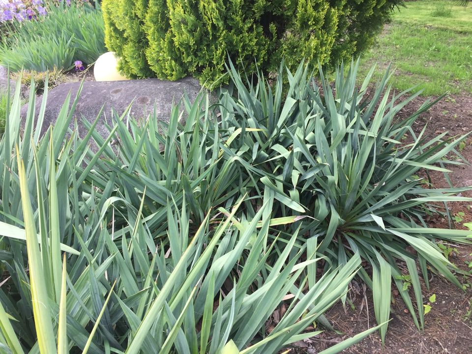 Fädige Palmlilien / Garten-Yucca, verschiedene Größen, Blüte weiß in Bühl