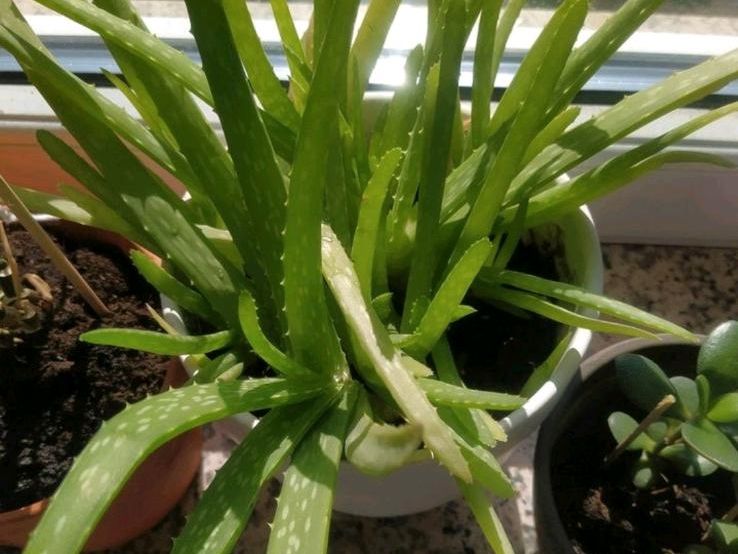 Topf mit mehreren Aloe Vera pflanzen in Grünberg