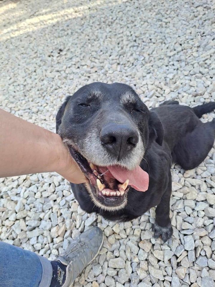 SUMO ca. 9 J. aktver Labradormix-Rüde, liebt Menschen und Wasser in Gelnhausen