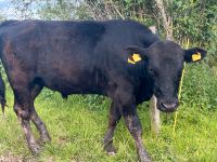 Wagyu F2 Bulle Thüringen - Waltershausen Vorschau