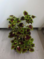 Coleus -Buntnessel- Bett und Balkon - Plectratus. Nordrhein-Westfalen - Halle (Westfalen) Vorschau