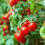 Tomatenpflanze Balkonwunder (Zwergtomate rot)aus Bio Naturgarten Niedersachsen - Norden Vorschau