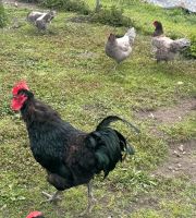 Reinrassiger Stamm 1:3 Jersey Giant Hahn Hühner Niedersachsen - Wulfsen Vorschau