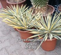 Yucca Filamentosa variegata Brandenburg - Bernau Vorschau