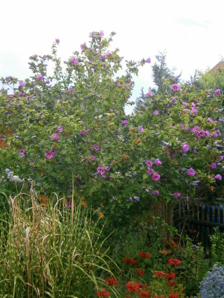 GARTEN-HIBISKUS  (Hibiscus syriacus) - LILA - SAMEN in Lutherstadt Wittenberg