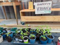 Tomatenpflanzen, Chilipflanzen, Paprikapflanzen Hannover - Mitte Vorschau