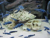 Malawibuntbarsche "Melanochromis Maingano" Baden-Württemberg - Murr Württemberg Vorschau